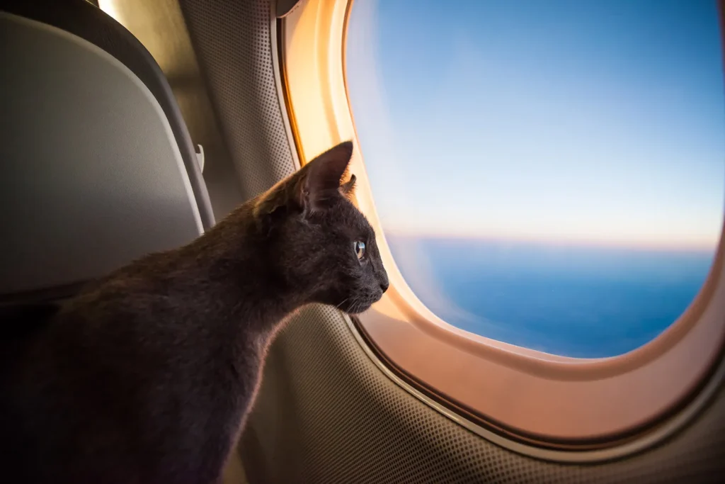 O envio de gatos para outros estados não é tão fácil. As companhias aéreas estão impondo regras que dificultam o envio. Se o vendedor oferecer muitas facilidades, desconfie.