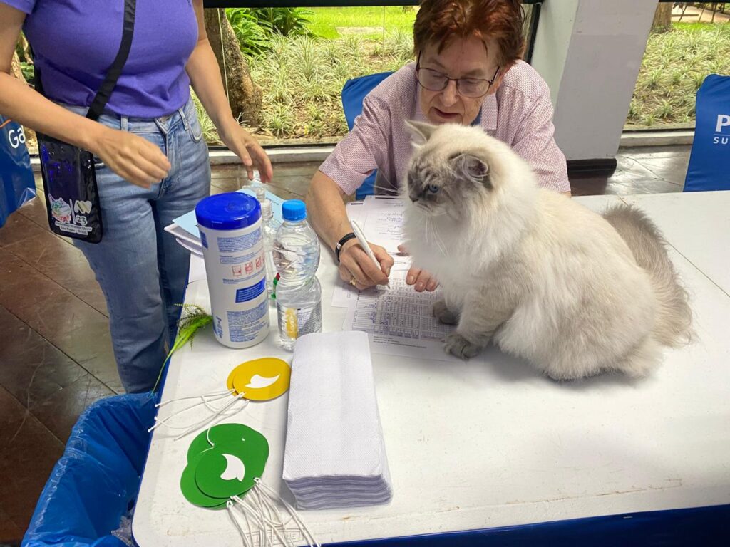 Monopoli, um neva masquerade, campeão nacional, na mesa do juiz em exposição felina