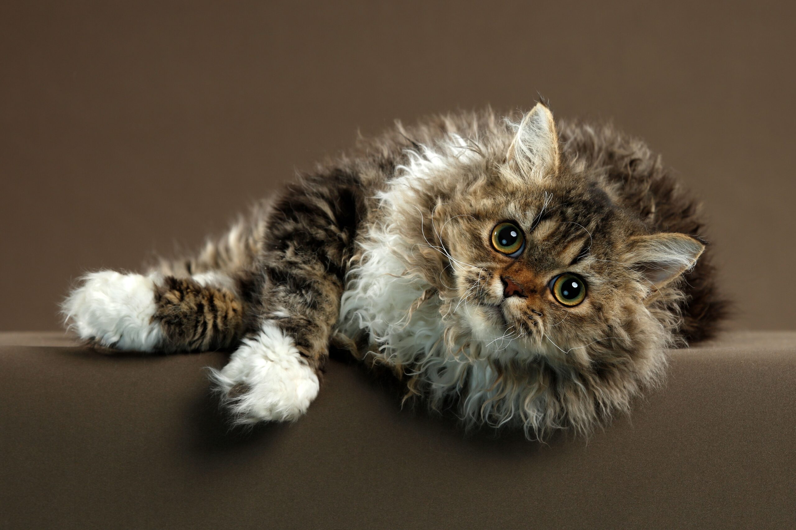 Gatos de pelos encaracolados: selkirk rex
