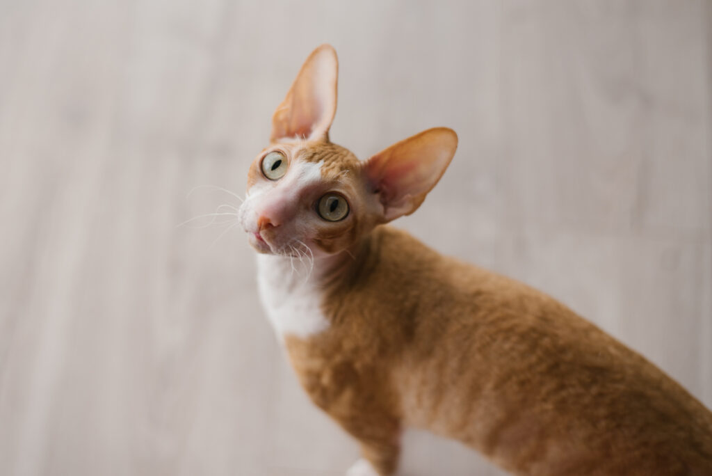 Cornish Rex