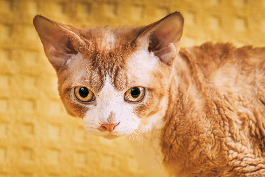 gato Devon rex 