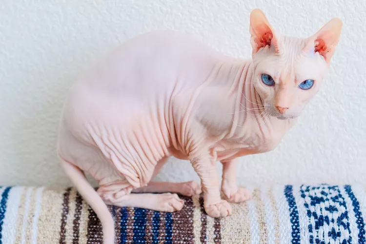 Gato Donskoy