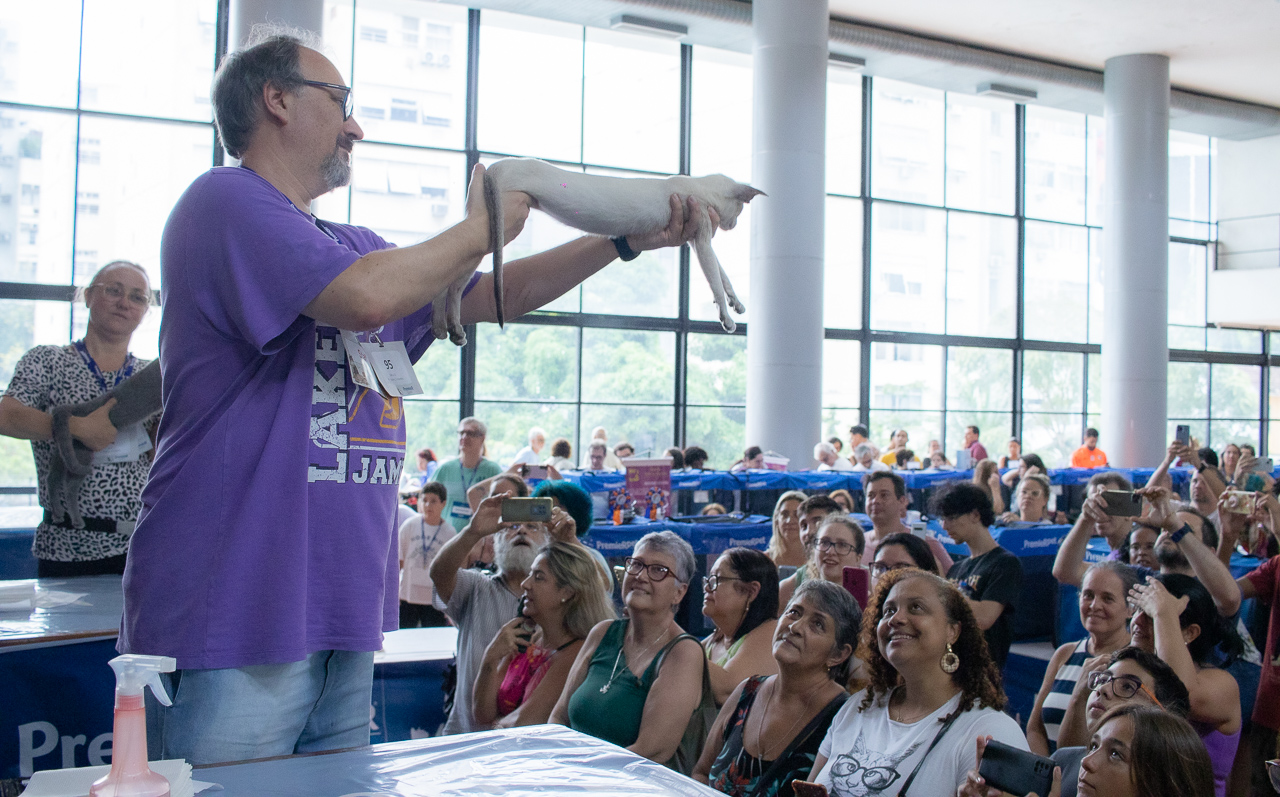 gatofilia no Brasil: Gato sendo apresentado em exposição no Rio de Janeiro