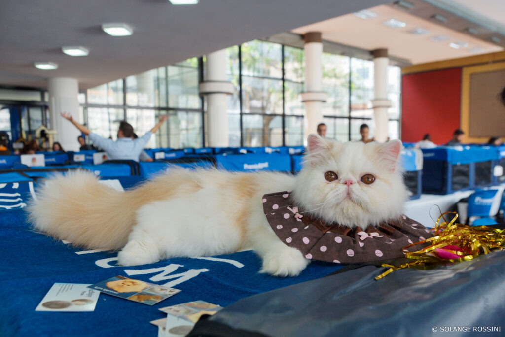 Gato persa participando de exposição