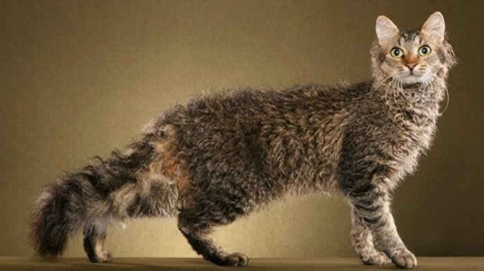 Gato LaPerm