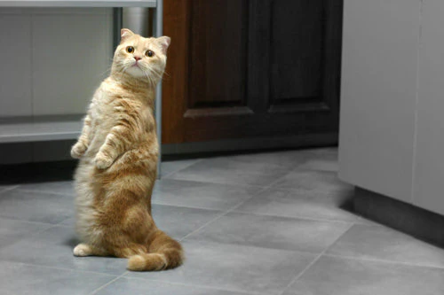 Gato muchkin