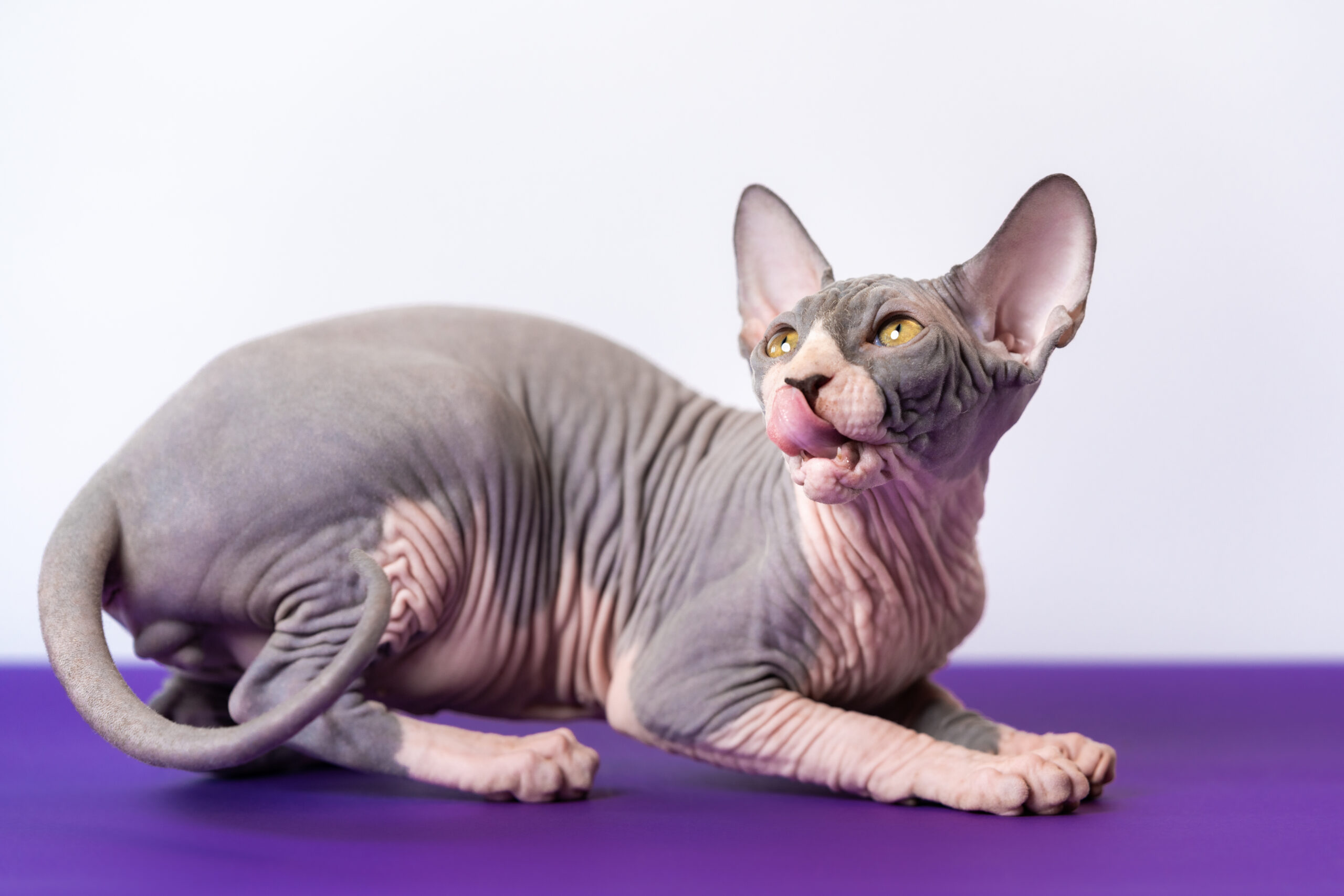 Gatos pelados: Sphynx