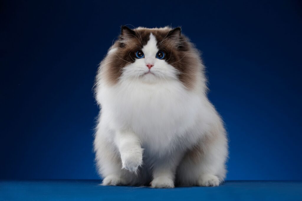 Ragdoll seal bicolor em fundo azul