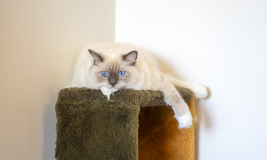 Ragdoll blue mitted descansando sobre um arranhador.