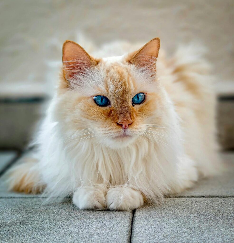 ragdoll red mitted