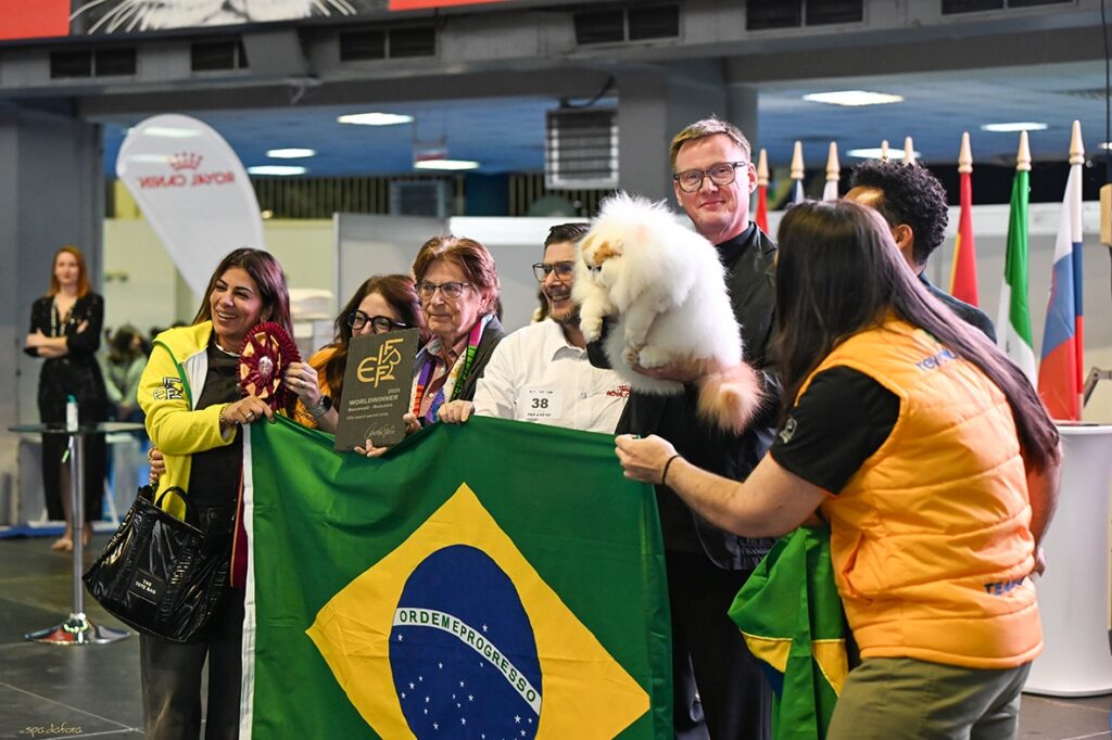 Gatofilia no Brasil: Vanlui Rony Weasley, gato persa brasileiro campeão mundial em 2025, na Romênia