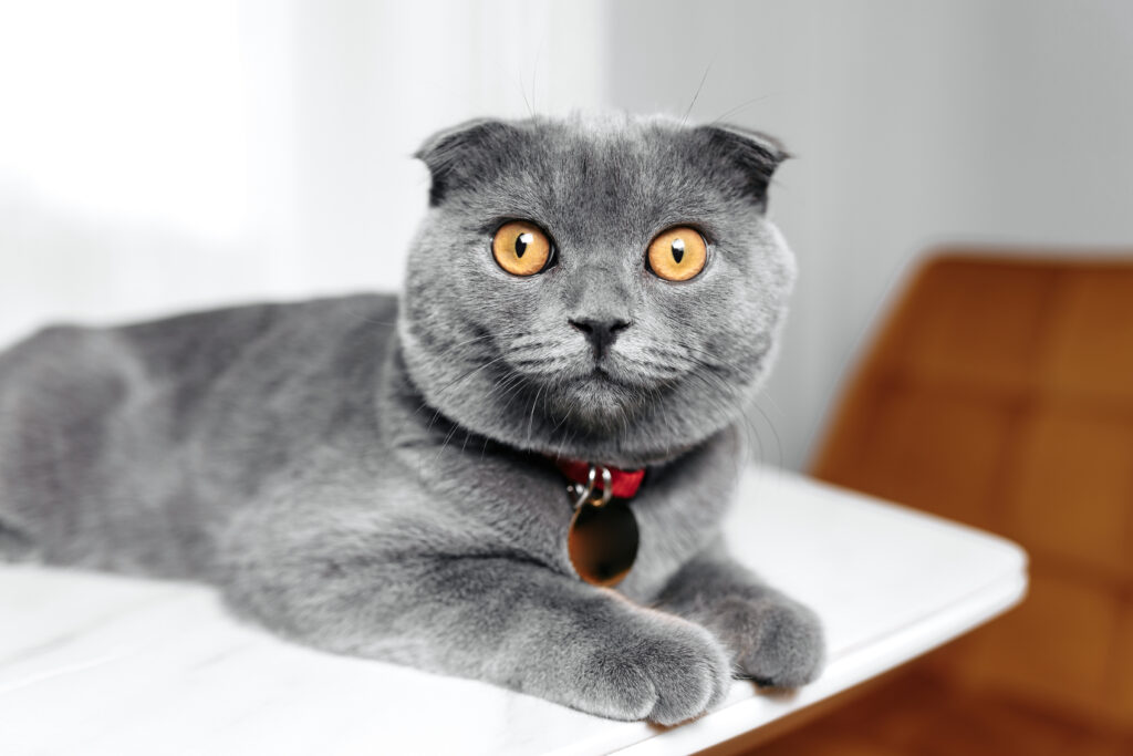 Raças exóticas de gatos: scotish fold
