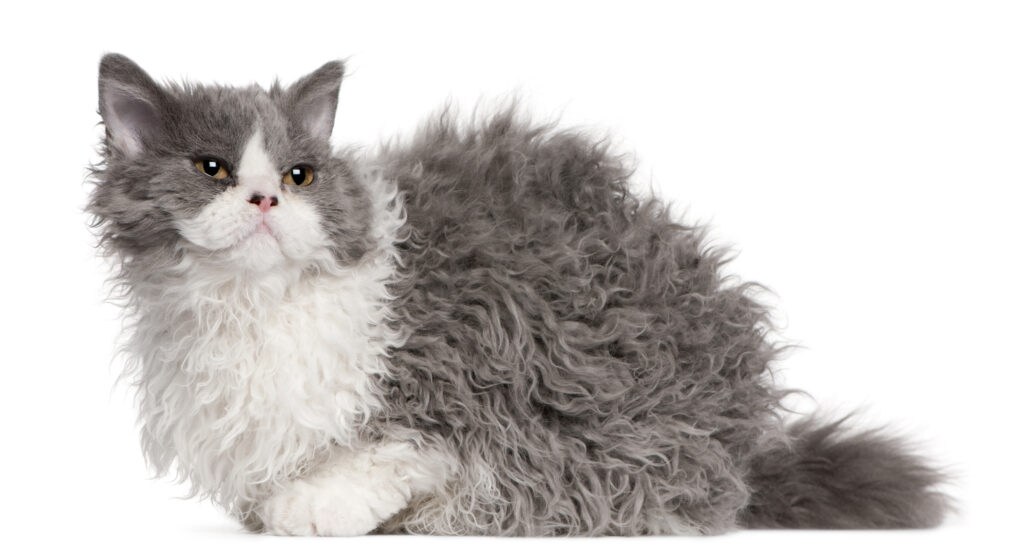 Gatos de pelos encaracolados: selkirk rex