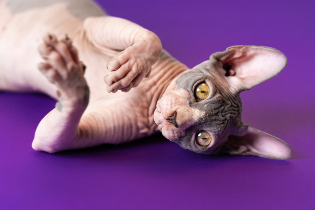 Gato Sphynx