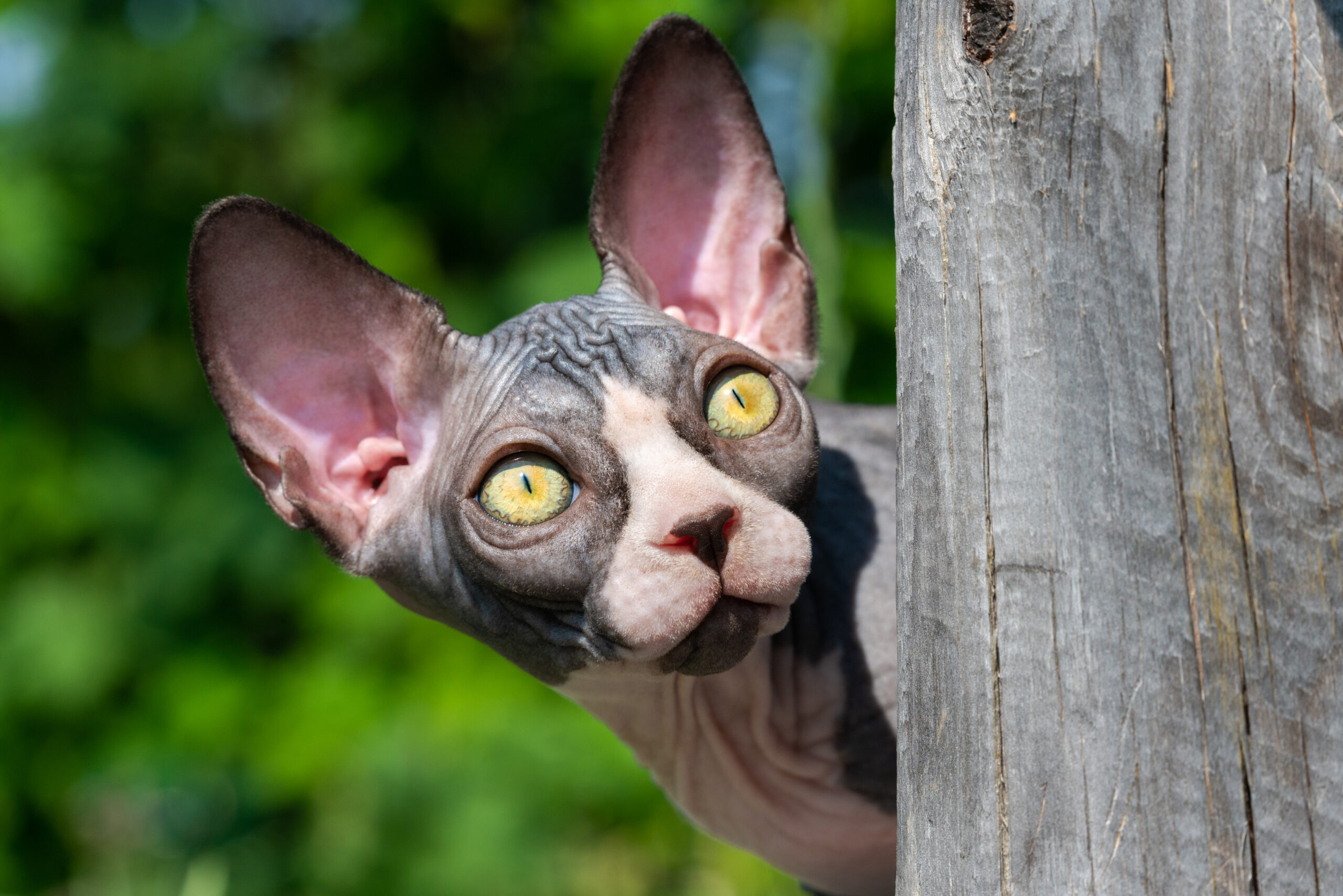 Raças exóticas de gatos: Sphynx