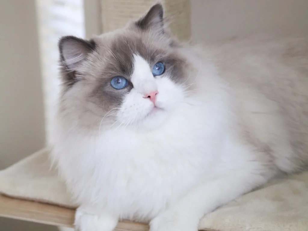 Ragdoll blue bicolor