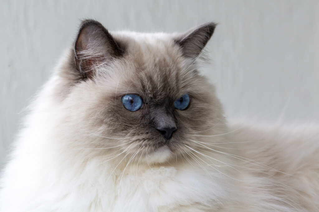 Ragdoll blue mitted