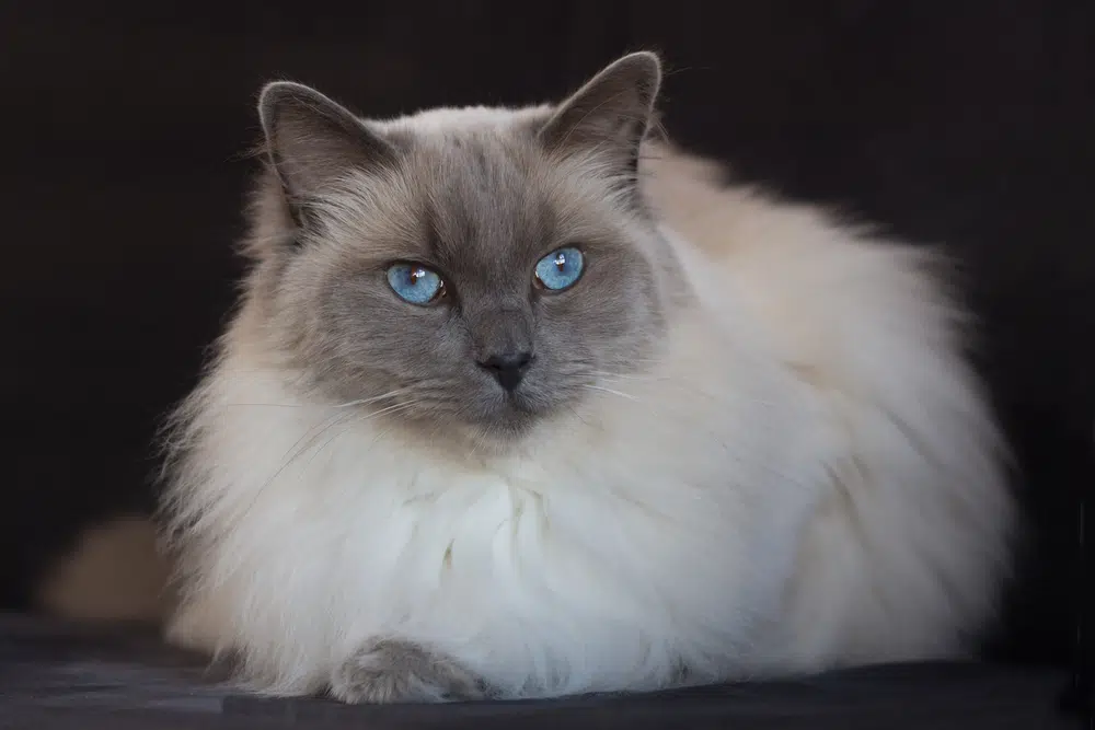 Ragdoll blue colorpoint