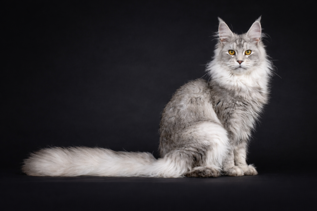 Lindo gato Maine Coon
