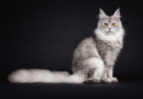 Lindo gato Maine Coon