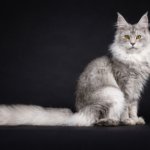 Lindo gato Maine Coon