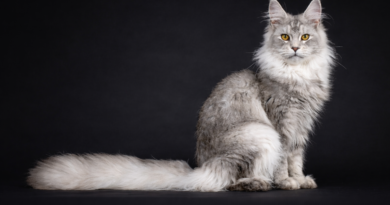 Lindo gato Maine Coon