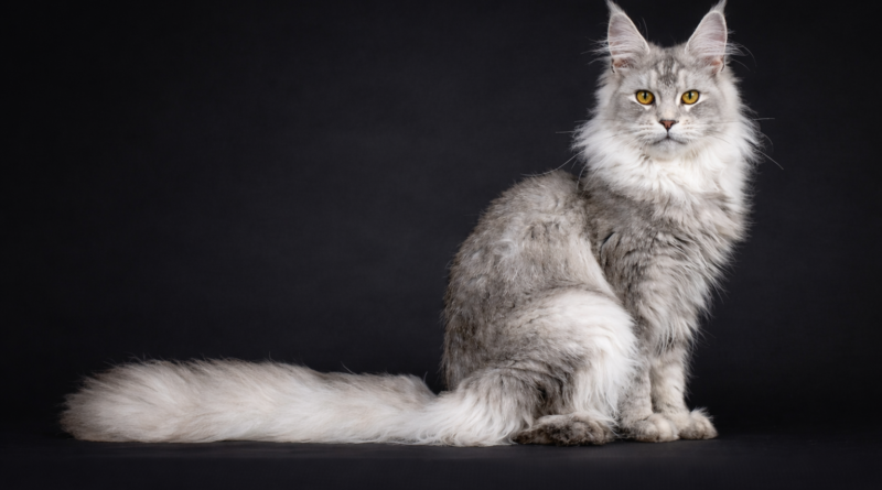 Lindo gato Maine Coon