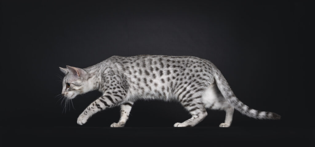 Gato Mau Egípcio