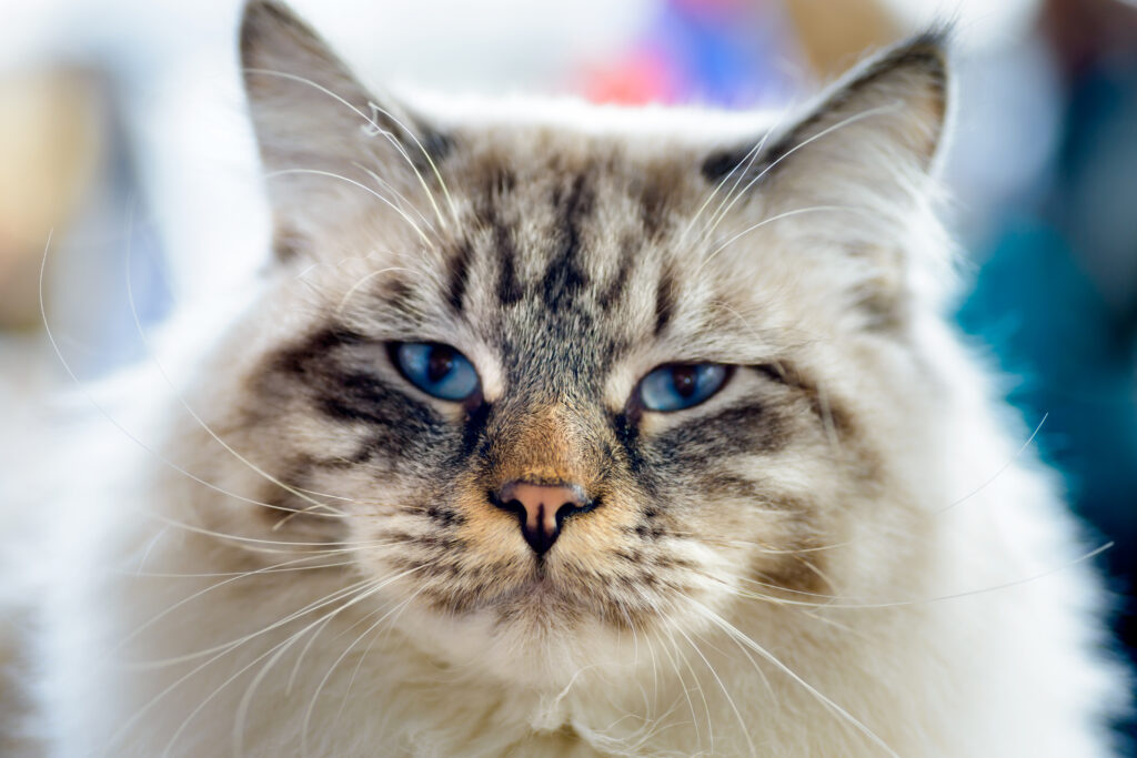 Ragdoll tabby