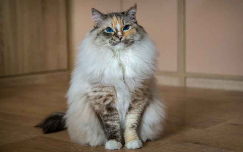 Ragdoll seal tortie