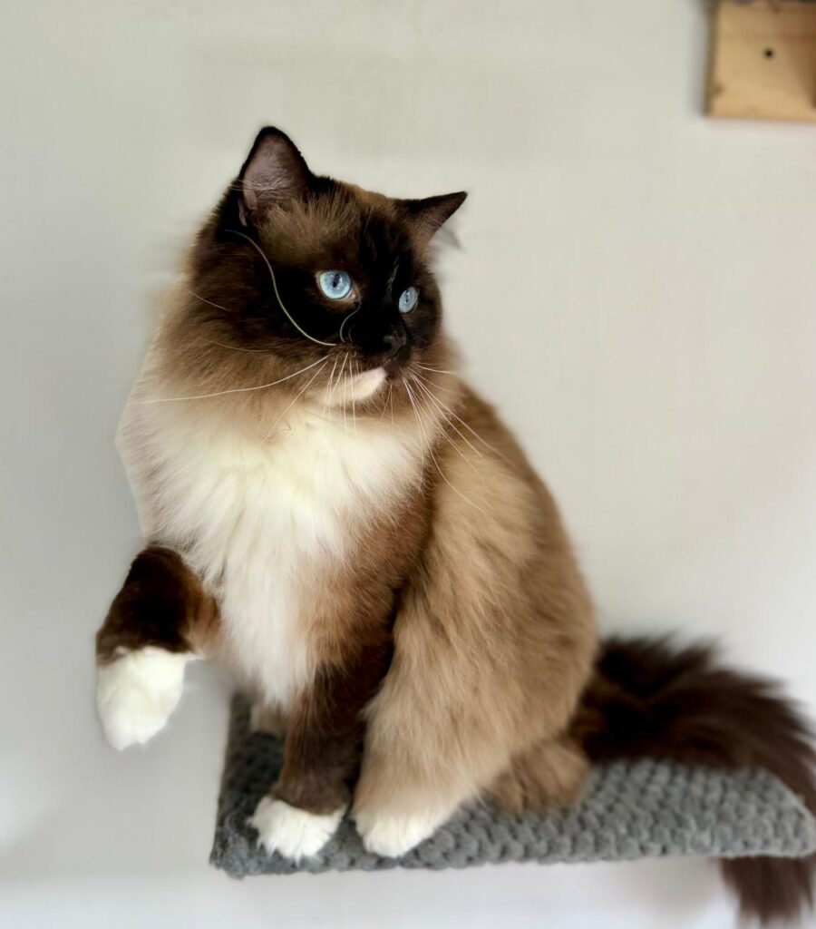 Ragdoll seal mitted
