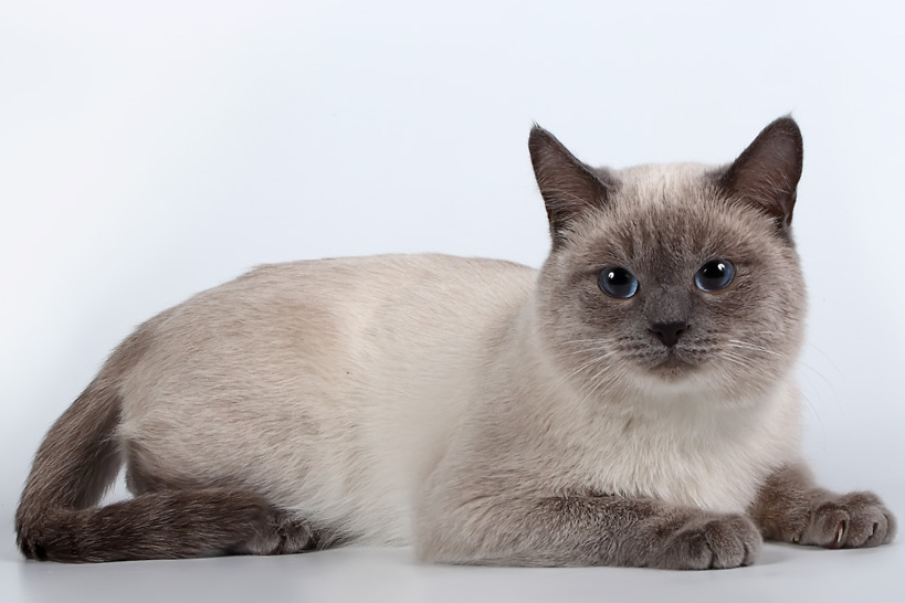 Gato Thai, ou Siamês Tradicional