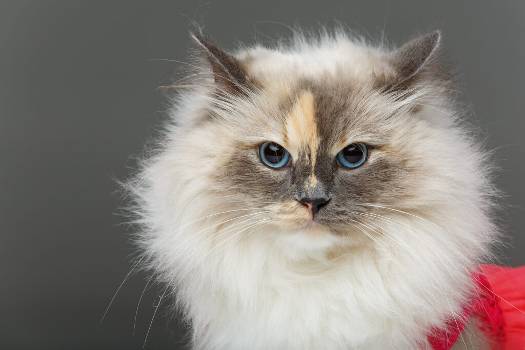 Ragdoll blue tortie