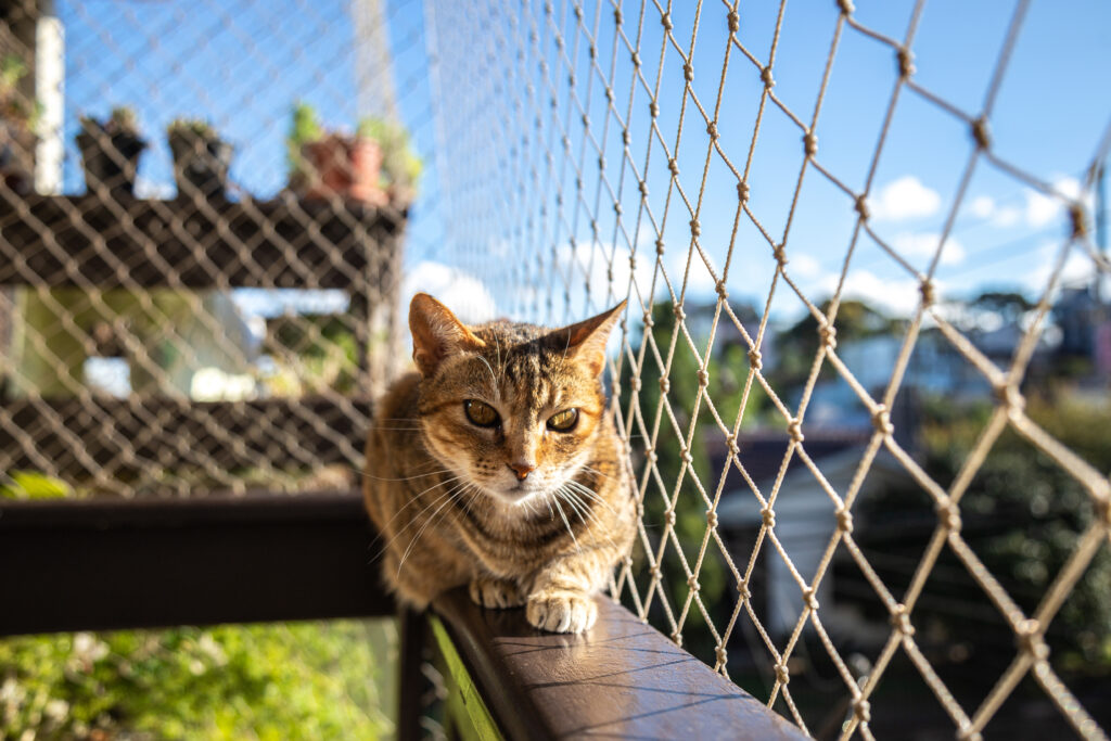 Gato em sacada com rede de proteção