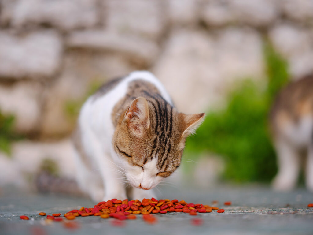 Alimentação para gatos: Gato comendo ração