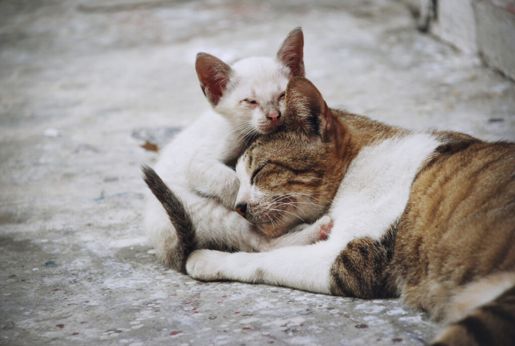 filhote de gato com a mamãe