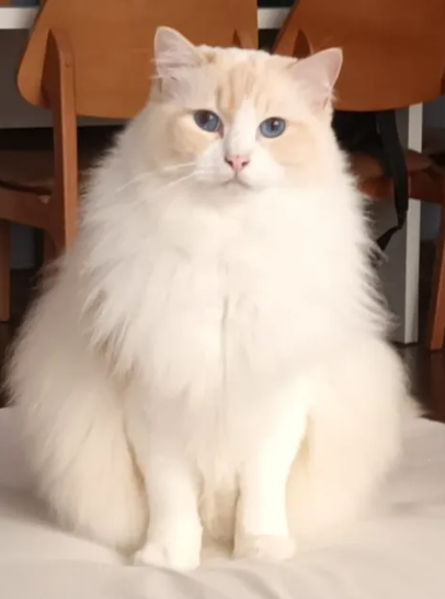 ragdoll cream bicolor