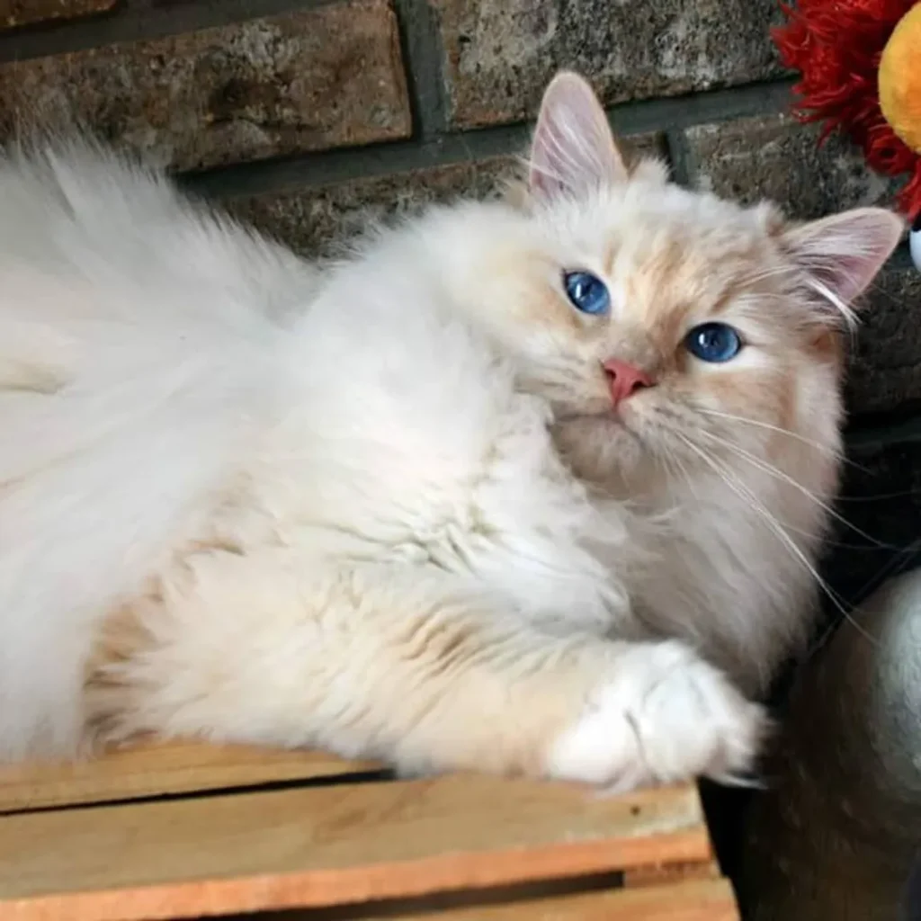 ragdoll cream mitted