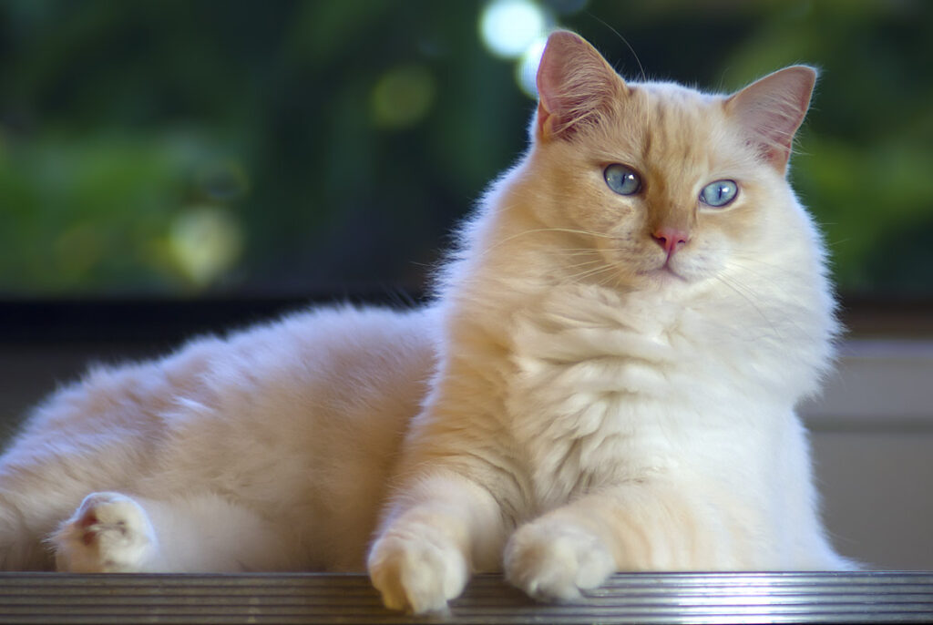 Ragdoll cream point