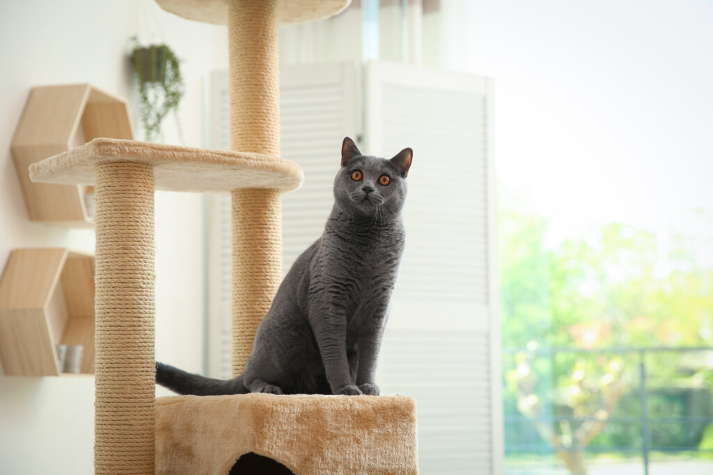 Gato em arranhador vertical