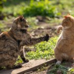 Como introduzir um novo gato em casa sem causar conflitos