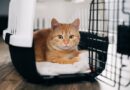 Comprar ou adotar um gato: qual a melhor escolha para o seu perfil?