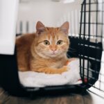 Comprar ou adotar um gato: qual a melhor escolha para o seu perfil?