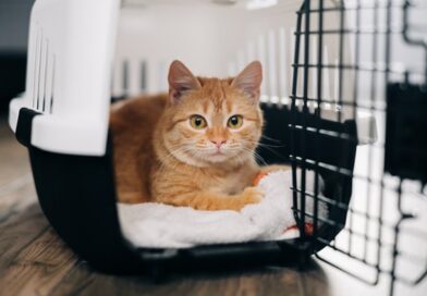 Comprar ou adotar um gato: qual a melhor escolha para o seu perfil?