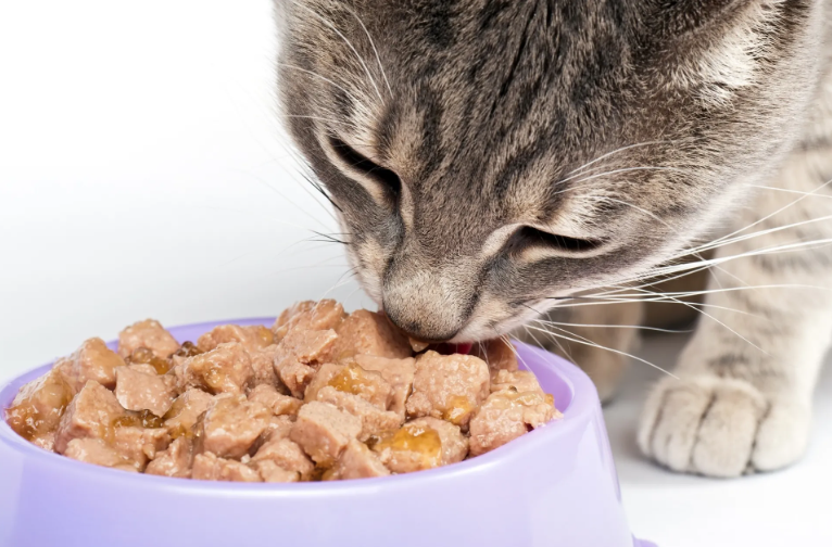 Gato comendo sachê