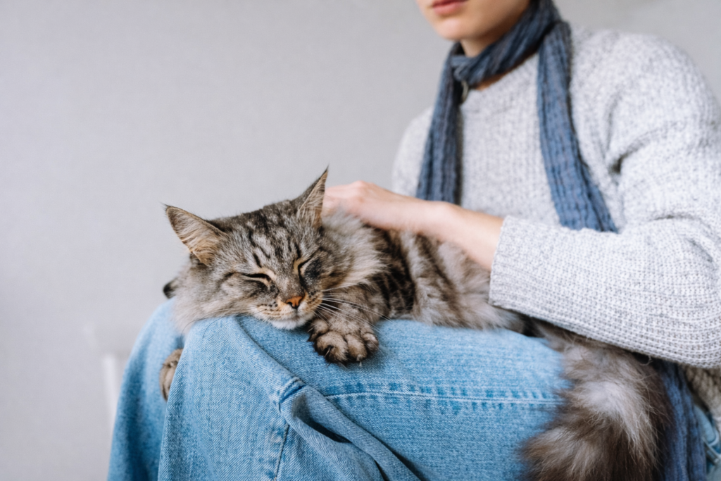 Gato maine coon deitado no colo