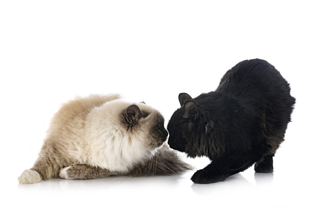 Como introduzir um novo gato em casa: dois gatos se conhecendo
