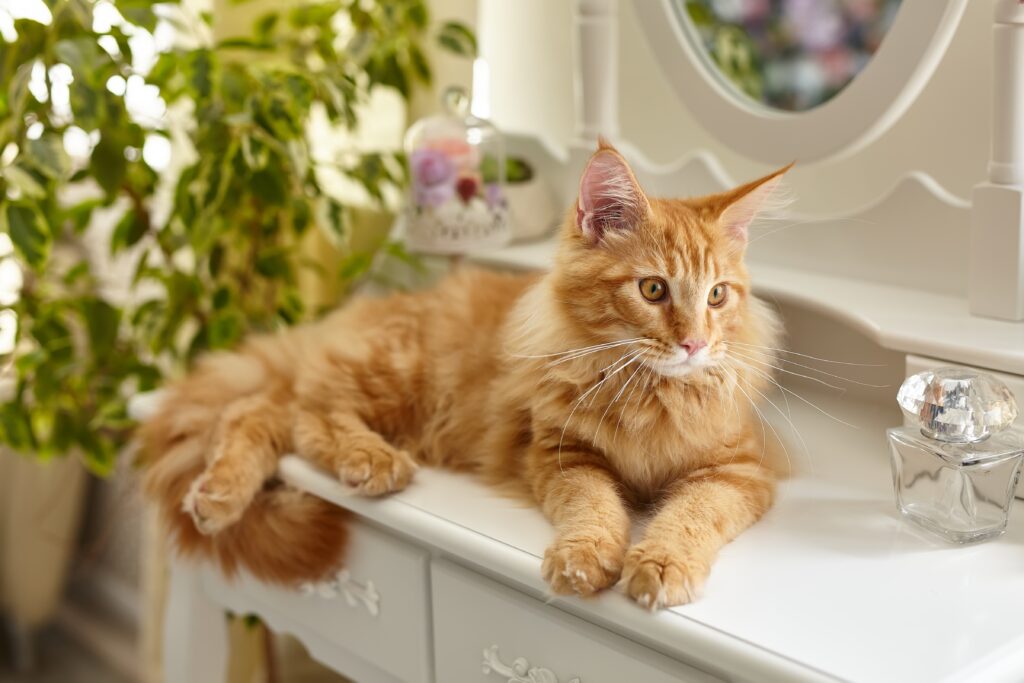Gatos grandes em apartamento: um maine coon 