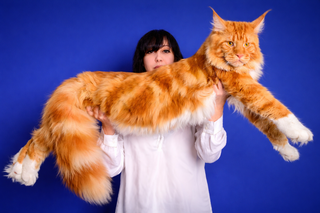 Maine coon no colo da tutora