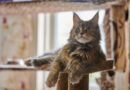 Um maine coon vivendo em apartamento